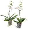 Orchidee - Phalaenopsis Wit 2x - Pot 9 Cm - ↕40 Cm -GroenThuis Voordeel 1992477560