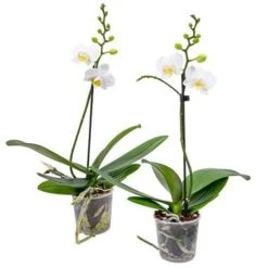 Orchidee - Phalaenopsis Wit 2x - Pot 9 Cm - ↕40 Cm