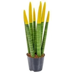 Sansevieria Velvet Touch P9H35 -GroenThuis Voordeel 1994644926 0102