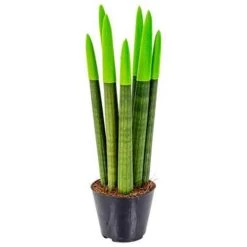 Sansevieria Velvet Touch P9H35 -GroenThuis Voordeel 1994644926 0103