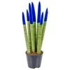Sansevieria Velvet Touch P9H35