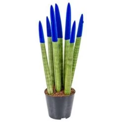 Sansevieria Velvet Touch P9H35