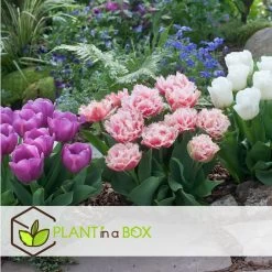 Tulipa Queensland - Bloem Bollen X10 - Tulp - Roze Wit -GroenThuis Voordeel 22fad4e697d449dab3a2c75247e4a952