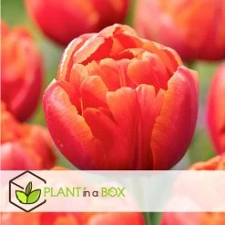 Tulipa Icoon - Bloem Bollen X21 - Tulp - Rood -GroenThuis Voordeel 25a0f8f1a93947b29fc96b52a0b7d48f