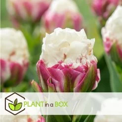 Tulipa Ice Cream - Bloem Bollen X15 - Tulp - Paars Wit 9 Tulipa Ice Cream - Bloem Bollen X15 - Tulp - Paars Wit -GroenThuis Voordeel 2c507a3b4300483eacb9e7d4089a7f71