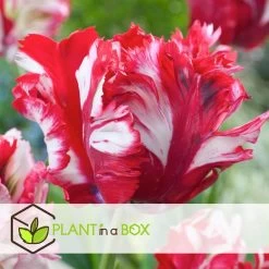 Tulipa Estella Rijnveld - 14x Tulpenbollen - Winterharde Bloembollen -GroenThuis Voordeel 313850d9968c433e9278a77d17123c97