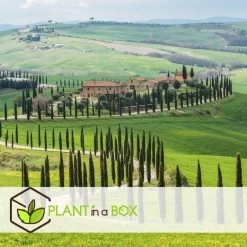 Cupressus Sempervirens - Toscaanse Cipres - Pot 19cm - Hoogte 70-80cm -GroenThuis Voordeel 31661b92f7e644719eee49f13d8ec931