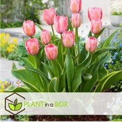 Plant In A Box - Tulipa Design Impression - Bloem Bollen X40 - Tulp - Roze -GroenThuis Voordeel 355a6596bcf745d187329531832db5d0