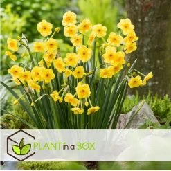 Narcissus Golden Dawn X80 - Narcisbollen - Meerjarige Winterharde Bloembollen -GroenThuis Voordeel 42620fb98e4c478a970d96e4c4e975e2