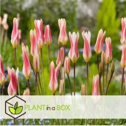 Plant In A Box - Tulipa Clusiana Stellata - Bloembollen X20 - Tulp - Wit En Roze 7 Plant In A Box - Tulipa Clusiana Stellata - Bloembollen X20 - Tulp - Wit En Roze -GroenThuis Voordeel 44a11ba4502d46de902e97e787a48056
