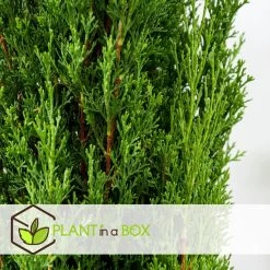 Cupressus Sempervirens - Toscaanse Cipres - Pot 19cm - Hoogte 70-80cm -GroenThuis Voordeel 44f3af0a816a4a03b31cc13f02218a05