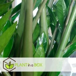 Zamioculcas Emerald - ZZ Plant - Pot 21cm - Hoogte 70-80cm -GroenThuis Voordeel 452dd8050c524fc68b2bb1926f085857