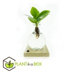 Plant In A Box - Mini-clusia Met LED-verlichting - Hydroponie - Plant In Water -GroenThuis Voordeel 469457c7c549463c865bf66346c11109