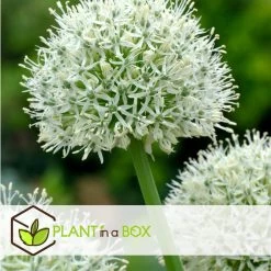 Allium Mount Everest - Bloembollen X3 - Allium - Wit -GroenThuis Voordeel 46b87dbb7f384d5fa46da6231a52095b