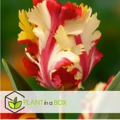 Tulipa Flaming Parrot - Bloembollen X10 - Tulp - Parkiettulp -GroenThuis Voordeel 4f0b9189aacb451e8640de144ce65446