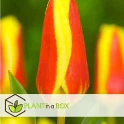 Tulipa Stresa - Bloembollen X14 - Tulp - Geel / Rood -GroenThuis Voordeel 50725a553e5e4a13afdfa660bf694a6f