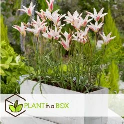 Plant In A Box - Tulipa Clusiana Stellata - Bloembollen X20 - Tulp - Wit En Roze 8 Plant In A Box - Tulipa Clusiana Stellata - Bloembollen X20 - Tulp - Wit En Roze -GroenThuis Voordeel 68250abeec1b4868ac01421ea57daf91