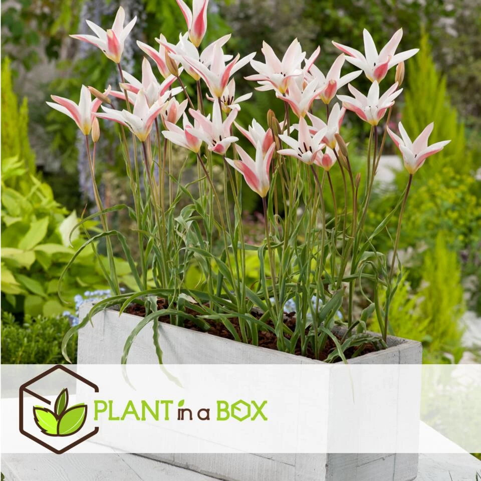 Plant In A Box - Tulipa Clusiana Stellata - Bloembollen X20 - Tulp - Wit En Roze 5 Plant In A Box - Tulipa Clusiana Stellata - Bloembollen X20 - Tulp - Wit En Roze - Afbeelding 3