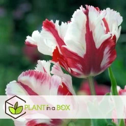 Tulipa Estella Rijnveld - 14x Tulpenbollen - Winterharde Bloembollen -GroenThuis Voordeel 6e5e6d1c08f040afb095ff74e029709f