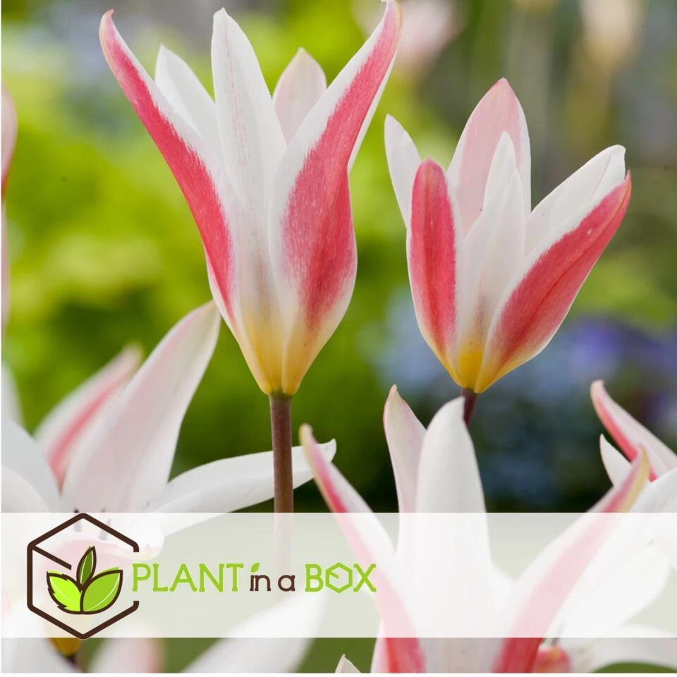 Plant In A Box - Tulipa Clusiana Stellata - Bloembollen X20 - Tulp - Wit En Roze 6 Plant In A Box - Tulipa Clusiana Stellata - Bloembollen X20 - Tulp - Wit En Roze - Afbeelding 4