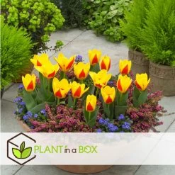 Tulipa Stresa - Bloembollen X14 - Tulp - Geel / Rood -GroenThuis Voordeel 7f168db1113d4d60a3ee59cd0c15b8c6