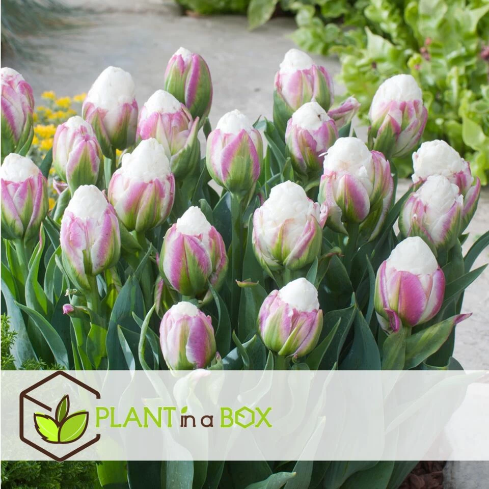 Tulipa Ice Cream - Bloem Bollen X15 - Tulp - Paars Wit 4 Tulipa Ice Cream - Bloem Bollen X15 - Tulp - Paars Wit - Afbeelding 2