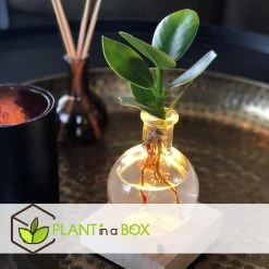Plant In A Box - Mini-clusia Met LED-verlichting - Hydroponie - Plant In Water -GroenThuis Voordeel 8eb1c5bb2c1149c4afac52e18b8ee13e