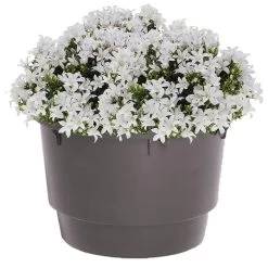 GroenThuis Voordeel 27 GroenThuis Voordeel -GroenThuis Voordeel 9842221cda4d4fd28c567bb3e749c5e4