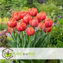 Tulipa Icoon - Bloem Bollen X21 - Tulp - Rood -GroenThuis Voordeel 9ba08c64a83b45f3a58ac91b046ab83c