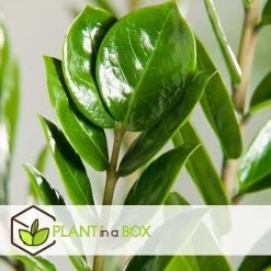 Zamioculcas Emerald - ZZ Plant - Pot 21cm - Hoogte 70-80cm -GroenThuis Voordeel a2facd3b181449b0a864db15f402d2a8