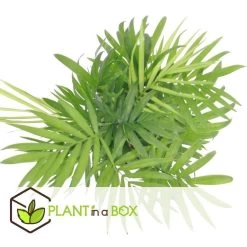 Mexicaanse Dwergpalm - Compact Groeiende Groene Palm - Pot 20cm - Hoogte 80-90cm -GroenThuis Voordeel a66f90185390411fb43d7ec562cae422