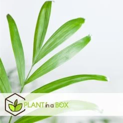 Mexicaanse Dwergpalm - Compact Groeiende Groene Palm - Pot 20cm - Hoogte 80-90cm -GroenThuis Voordeel a97d957c28ff42af9b86cb3d7b0463e1