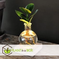 Plant In A Box - Mini-clusia Met LED-verlichting - Hydroponie - Plant In Water -GroenThuis Voordeel aa5ec47cce6d4e0cac3731e62d6778f1