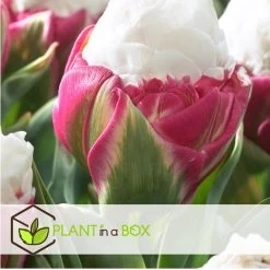 Tulipa Ice Cream - Bloem Bollen X15 - Tulp - Paars Wit 8 Tulipa Ice Cream - Bloem Bollen X15 - Tulp - Paars Wit -GroenThuis Voordeel b7b491279d7f492980d6f2c431d47470