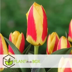 Tulipa Stresa - Bloembollen X14 - Tulp - Geel / Rood -GroenThuis Voordeel ccc6f61f8b654904941e42f747f2a1d7