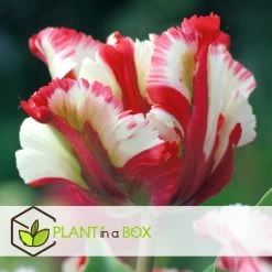 Tulipa Estella Rijnveld - 14x Tulpenbollen - Winterharde Bloembollen -GroenThuis Voordeel ce050c11a836461ebe6164e07e28fac6