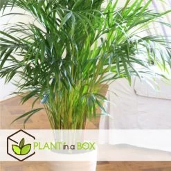 Mexicaanse Dwergpalm - Compact Groeiende Groene Palm - Pot 20cm - Hoogte 80-90cm -GroenThuis Voordeel cfc2105164704584b20bc7754b877742