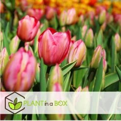 Plant In A Box - Tulipa Design Impression - Bloem Bollen X40 - Tulp - Roze -GroenThuis Voordeel f687f8e7633046c18ede1f09abd17634