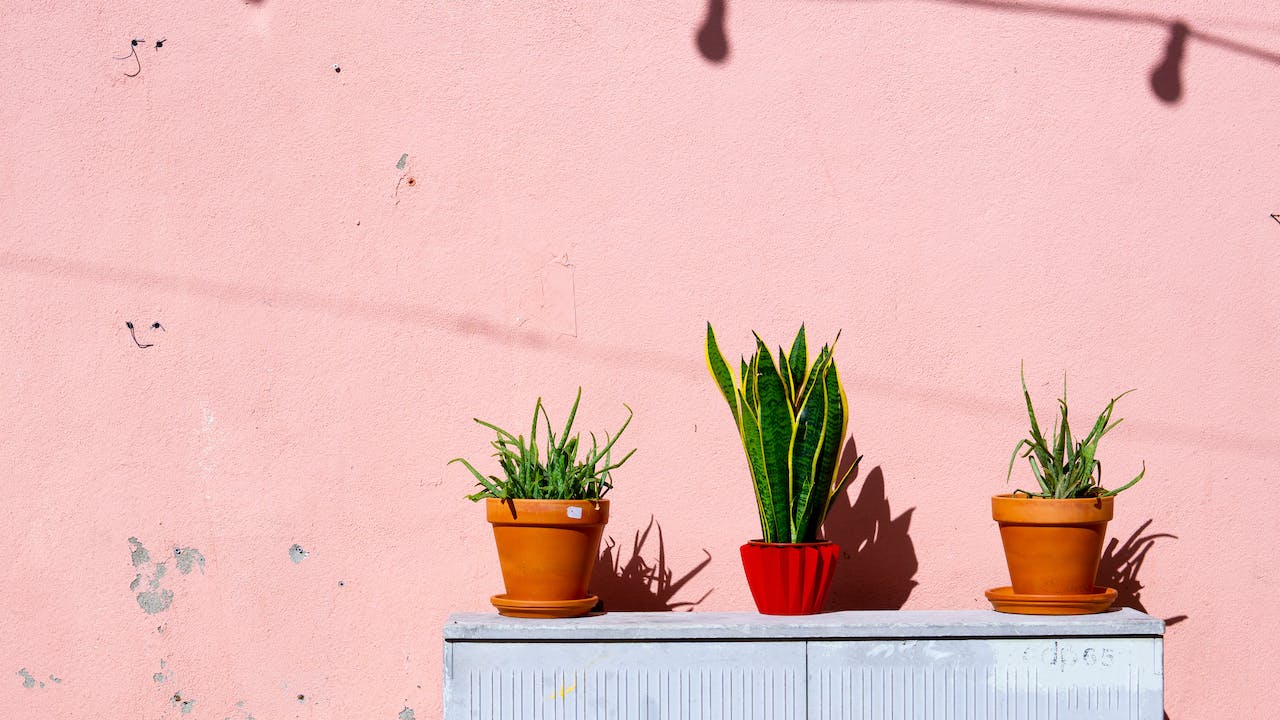 GroenThuis Voordeel 1 GroenThuis Voordeel -GroenThuis Voordeel pexels elle hughes 1549201 1